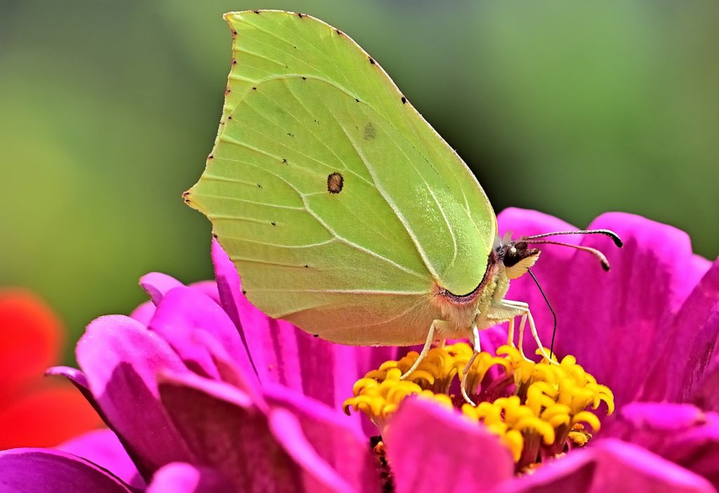 Schmetterlinge bestimmen leicht gemacht - Die preiswertesten Schmetterlinge bestimmen leicht gemacht analysiert
