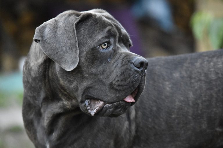 Honig für Hunde? Gut oder nicht? Landlive.de