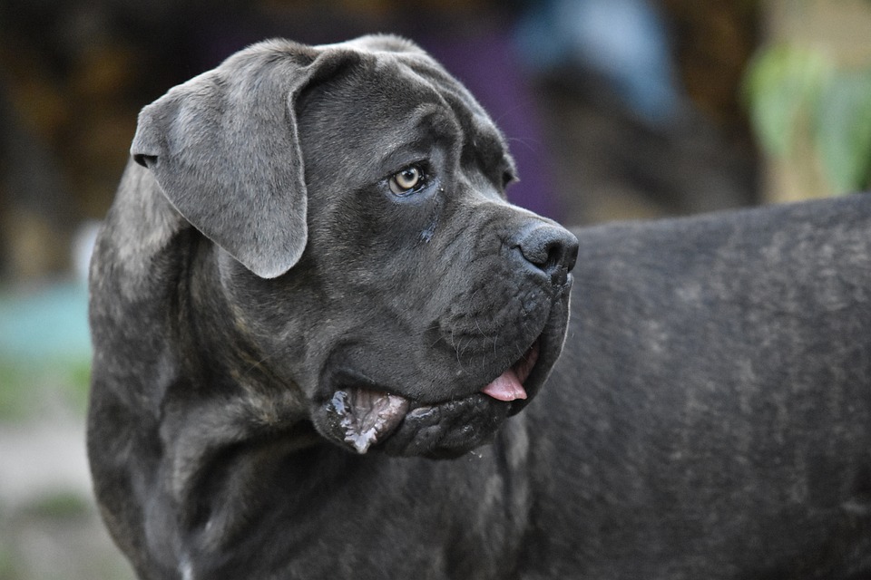 honig für hunde