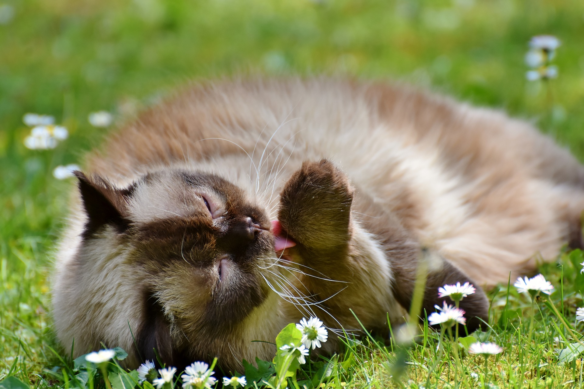 katzenhandschuhe