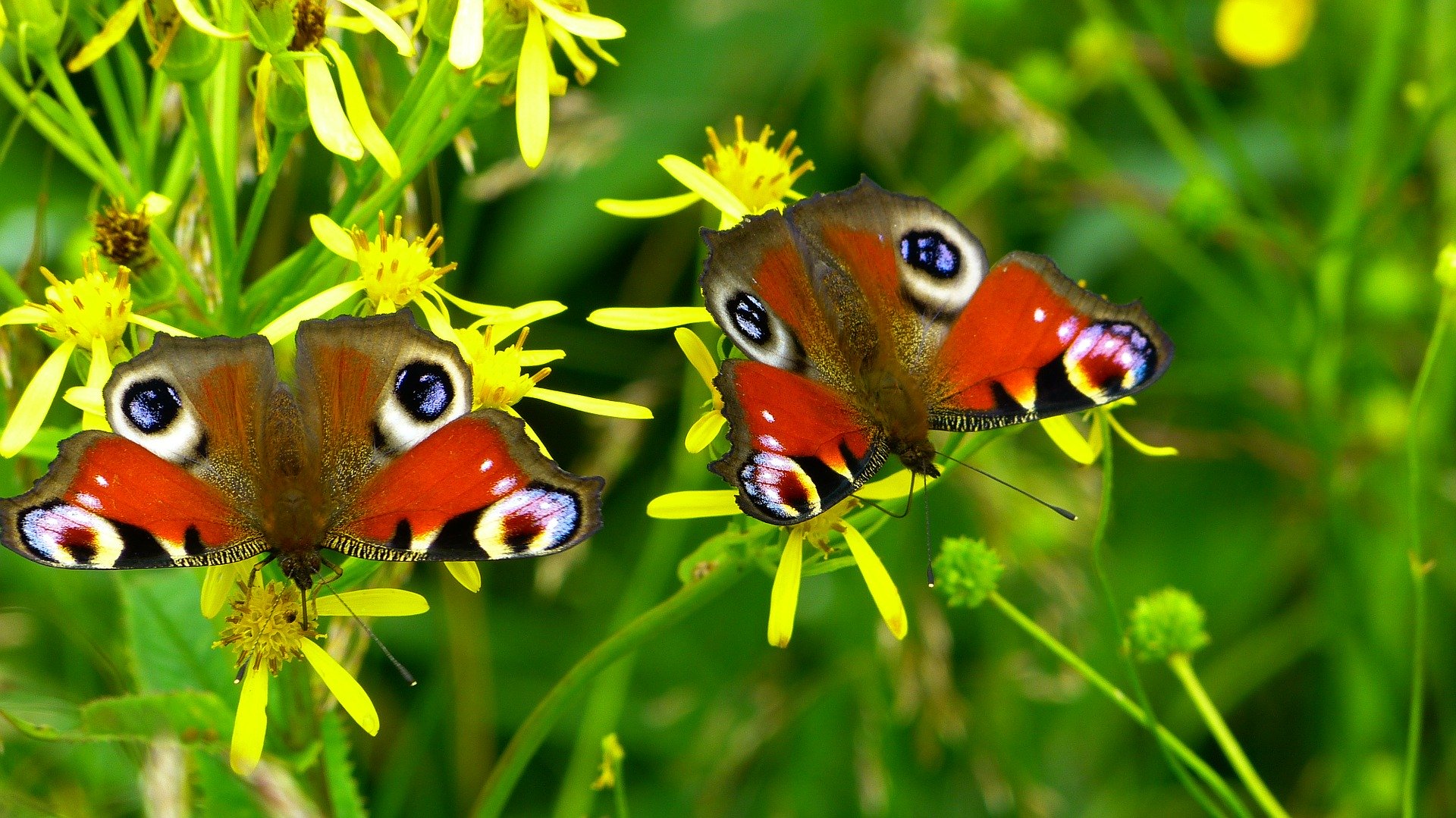 Schmetterlinge bestimmen