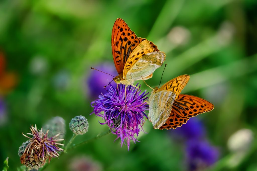 Schmetterlingsnamen - Die Auswahl unter der Menge an analysierten Schmetterlingsnamen!