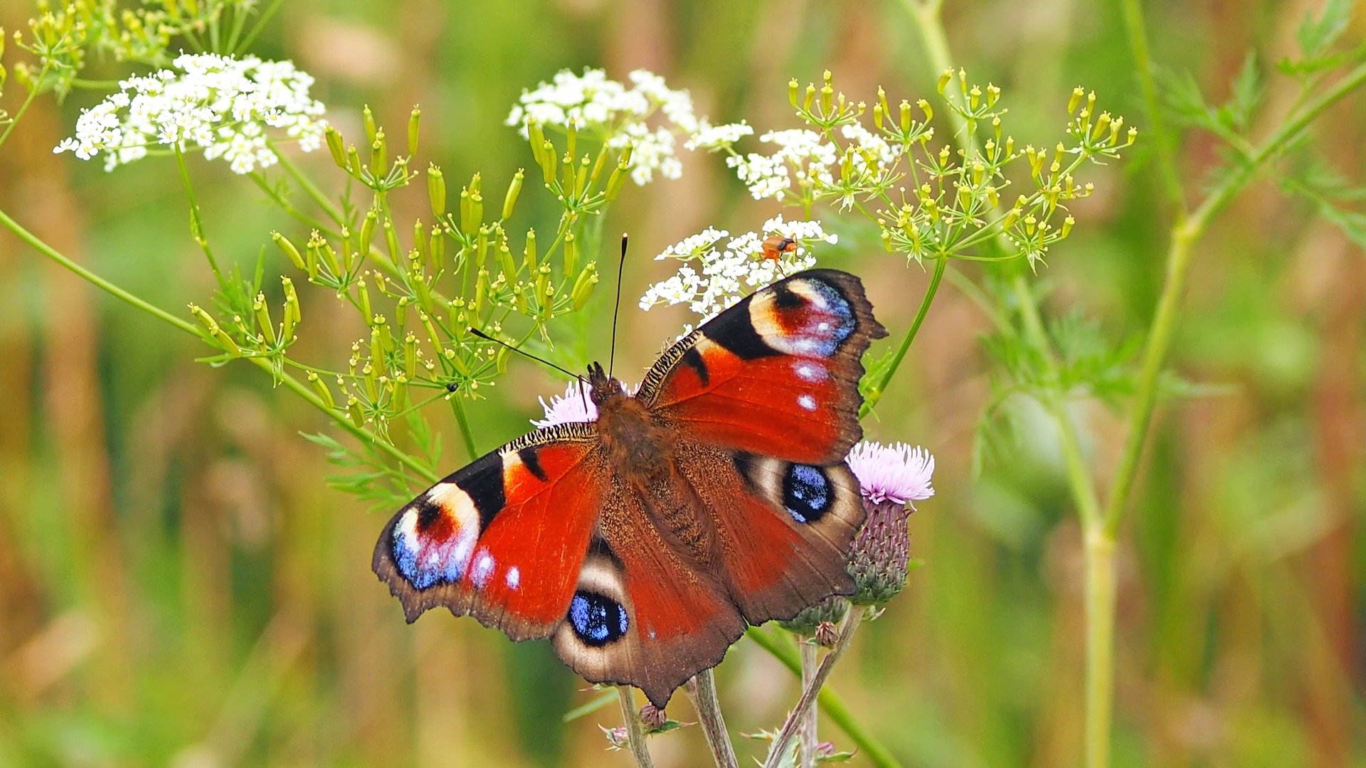 Schmetterlinge bestimmen nach Farben. Welcher Schmetterling ist das?