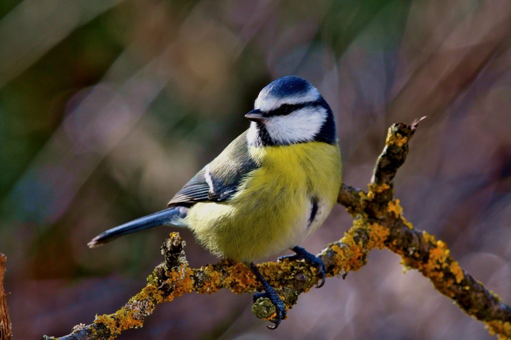 blaumeise