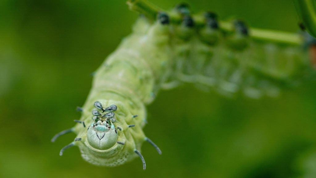 raupe des atlasspinners