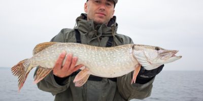 Jerkbaits – Angeln auf Hecht mit Jerkbaits jerkbait