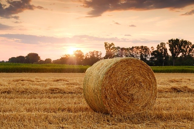 Ausbildung Landwirtschaft