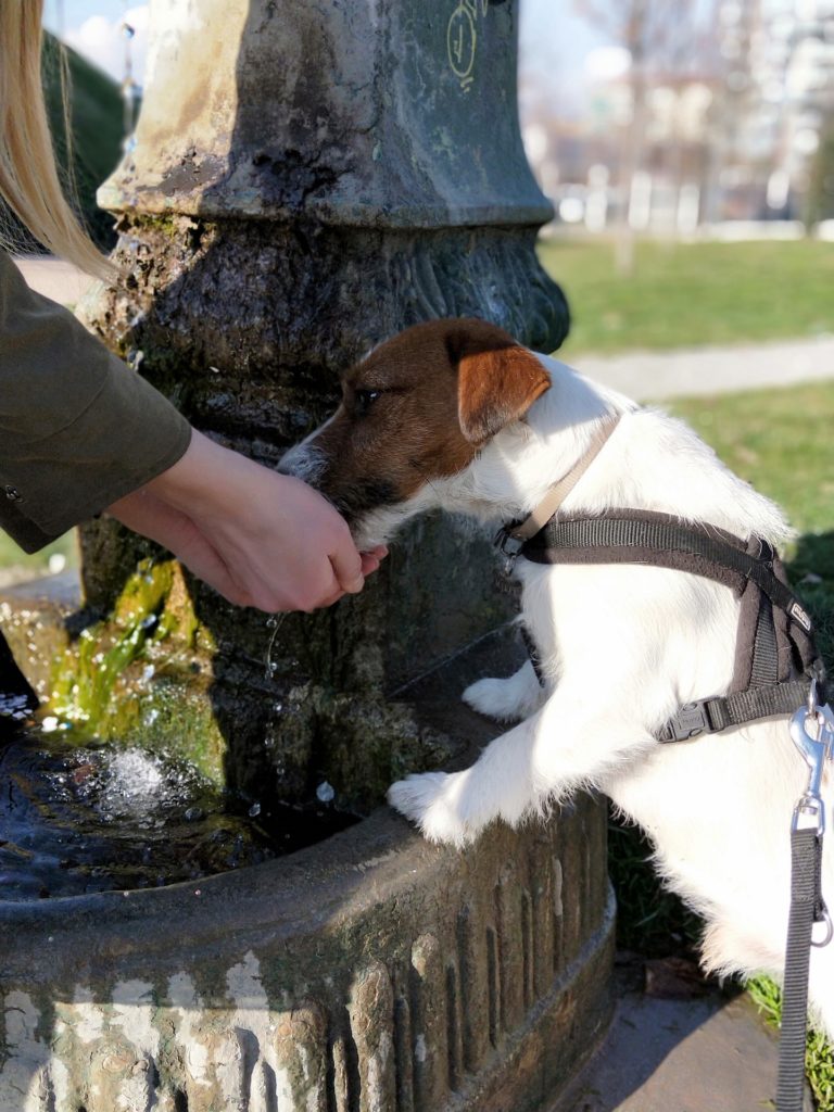 warum trinkt mein hund so viel