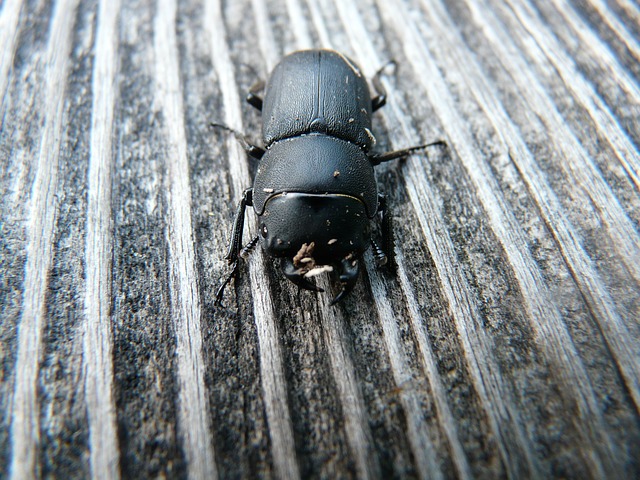 Kleine schwarze Käfer