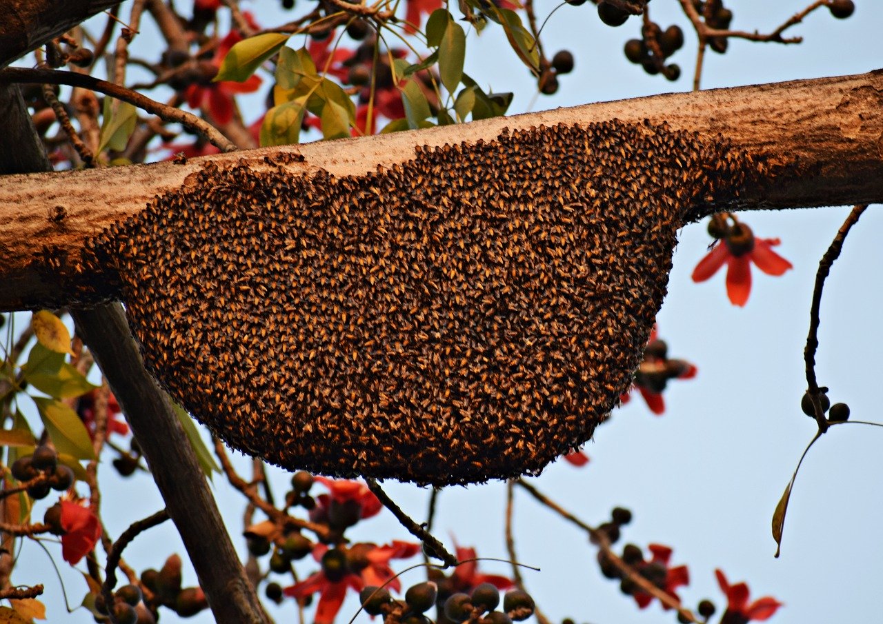 Propolis Erkältung