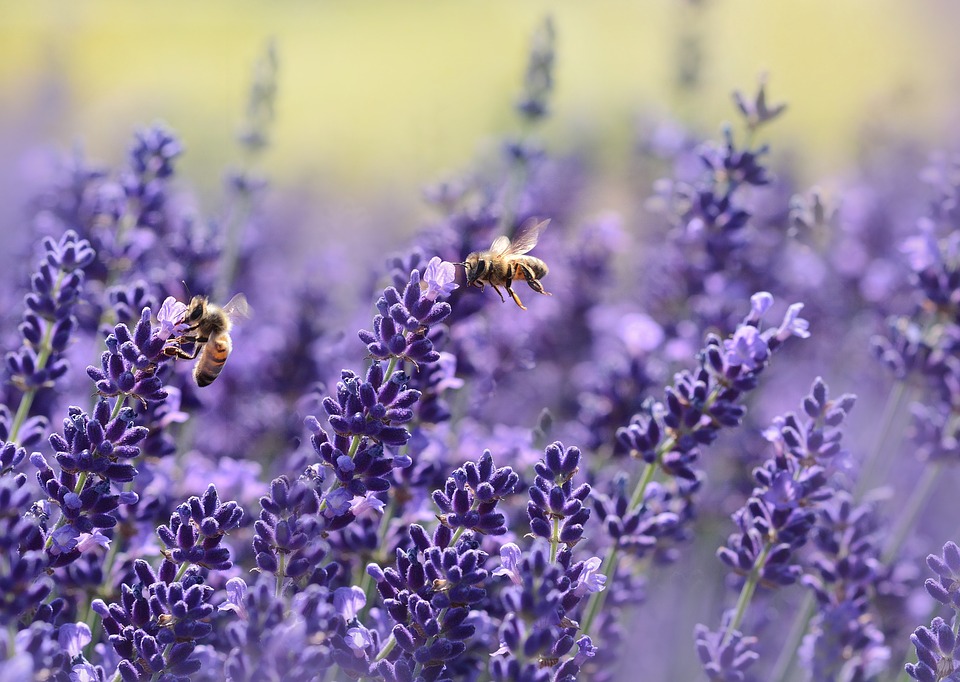 lavendel dünger