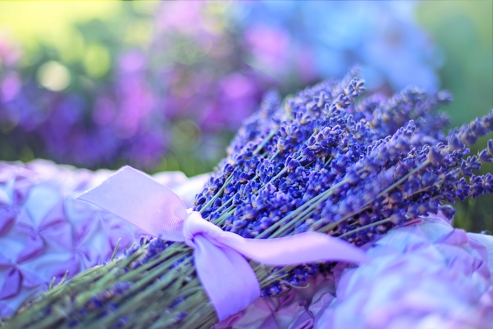 lavendel düngen