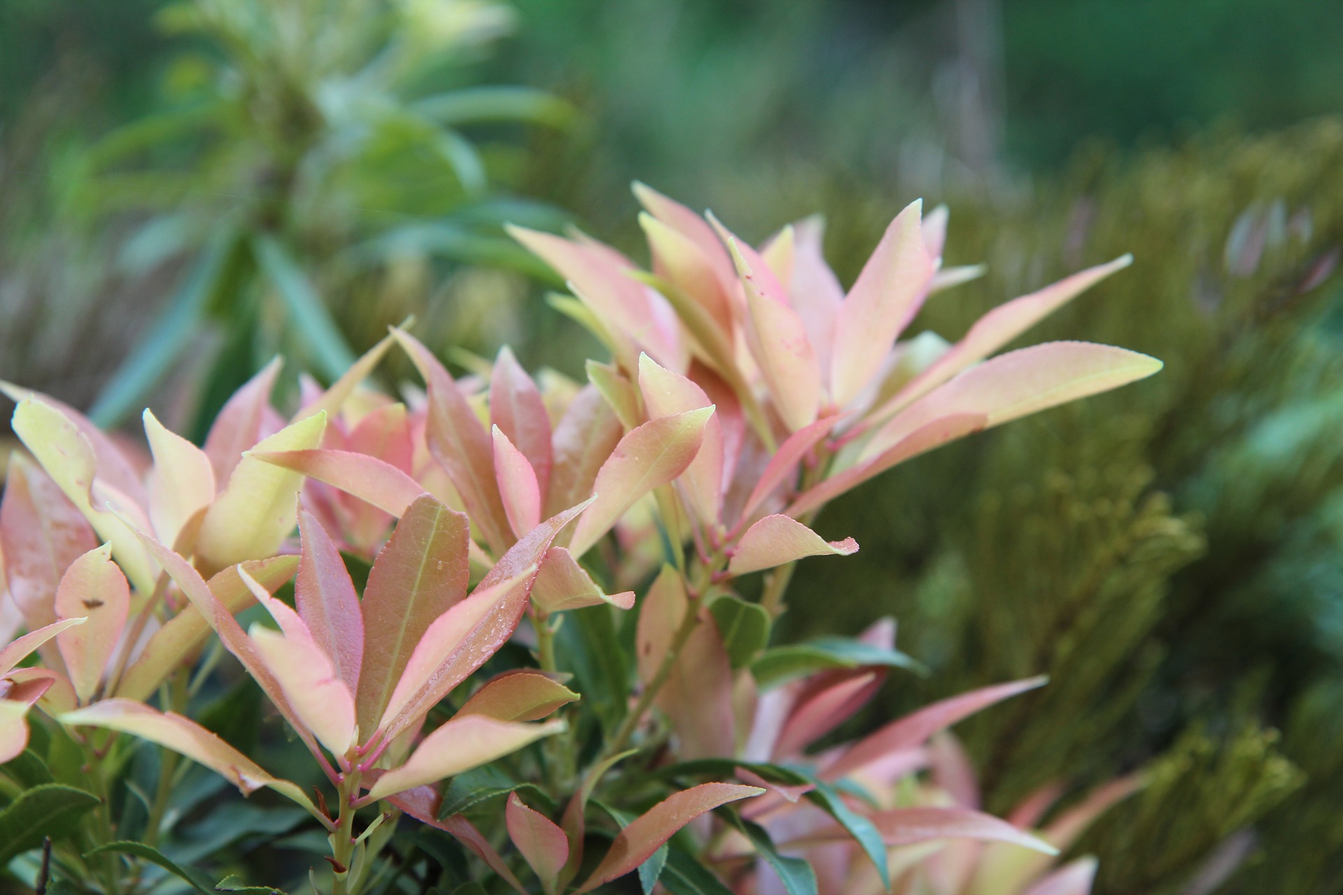 Pieris Japonica