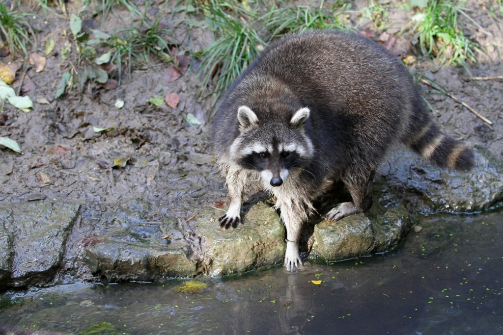 waschbär vegrämung