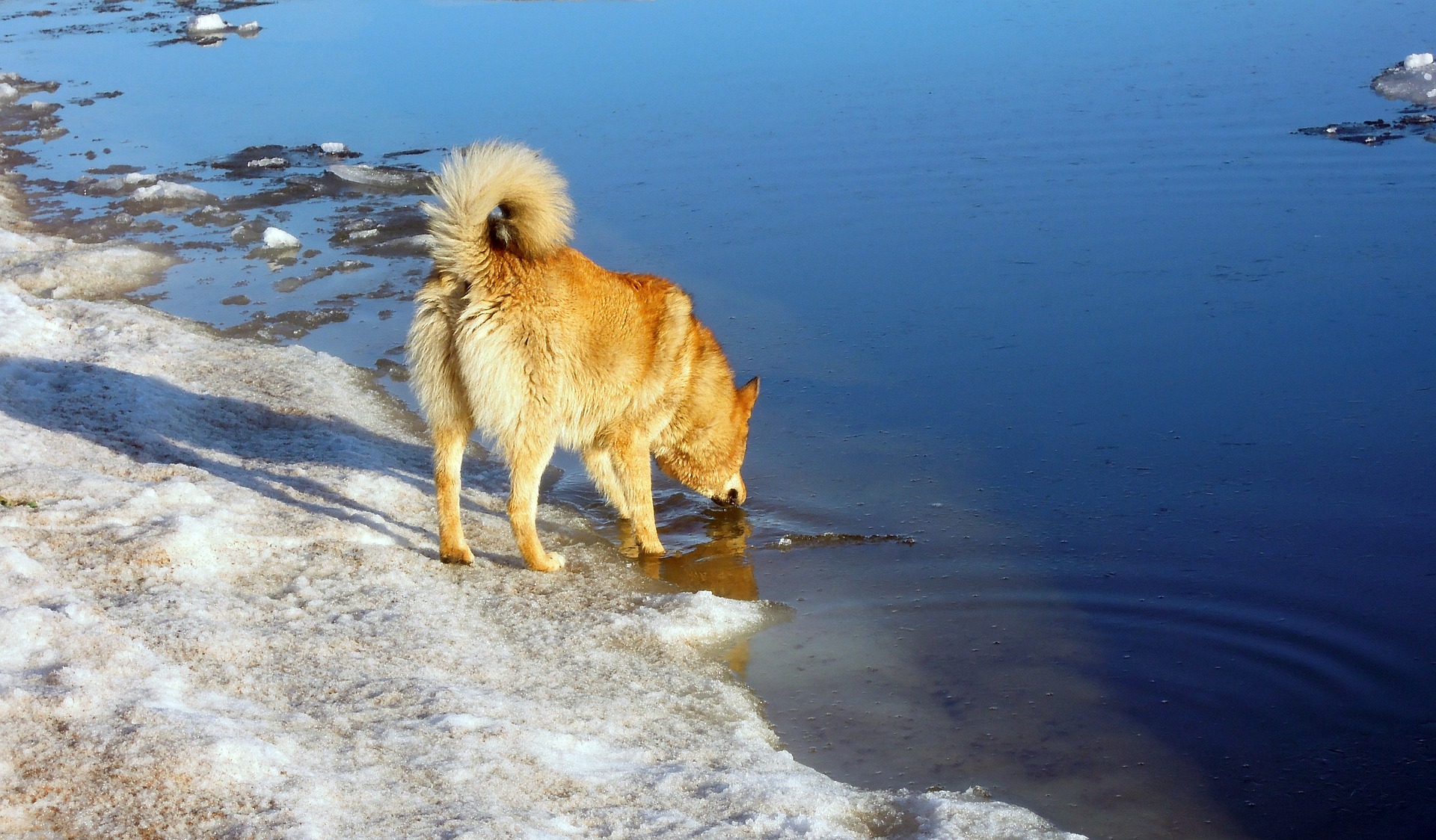 hund trinkt viel