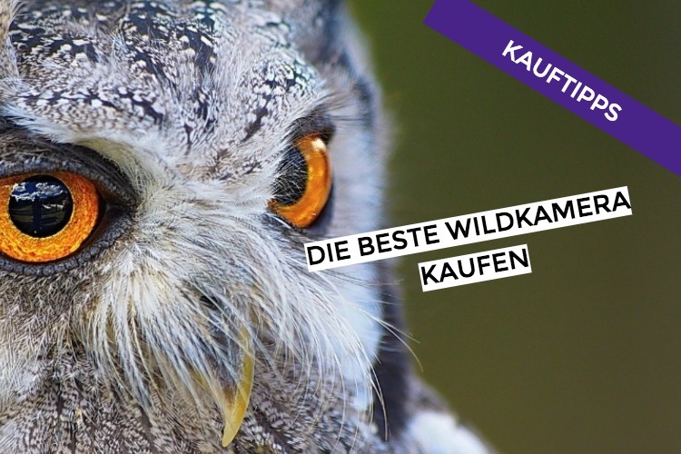 wildkamera kaufen