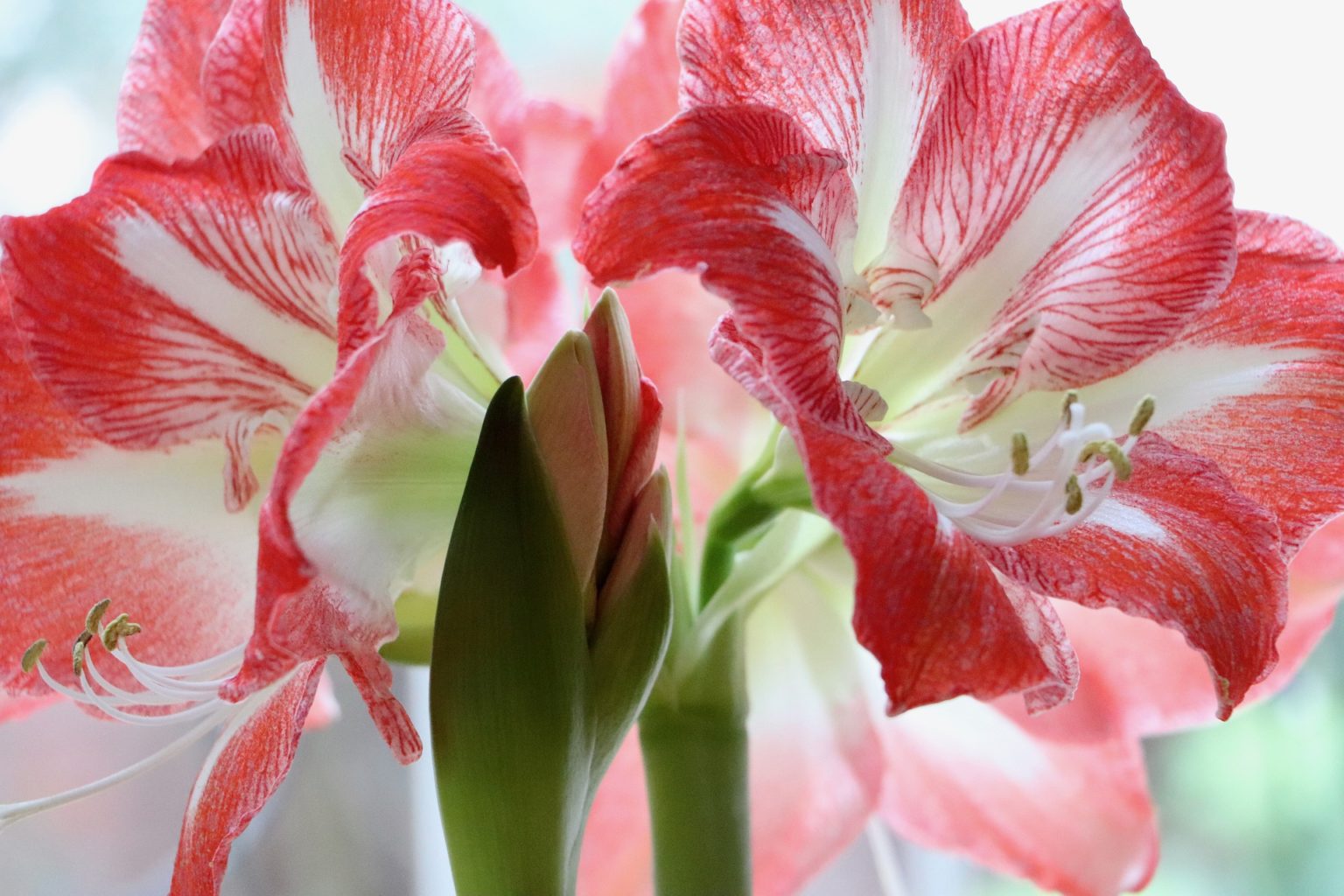 Was Macht Man Mit Verblühten Amaryllis Amaryllis Pflege - So pflegt man diese Zimmerpflanze!