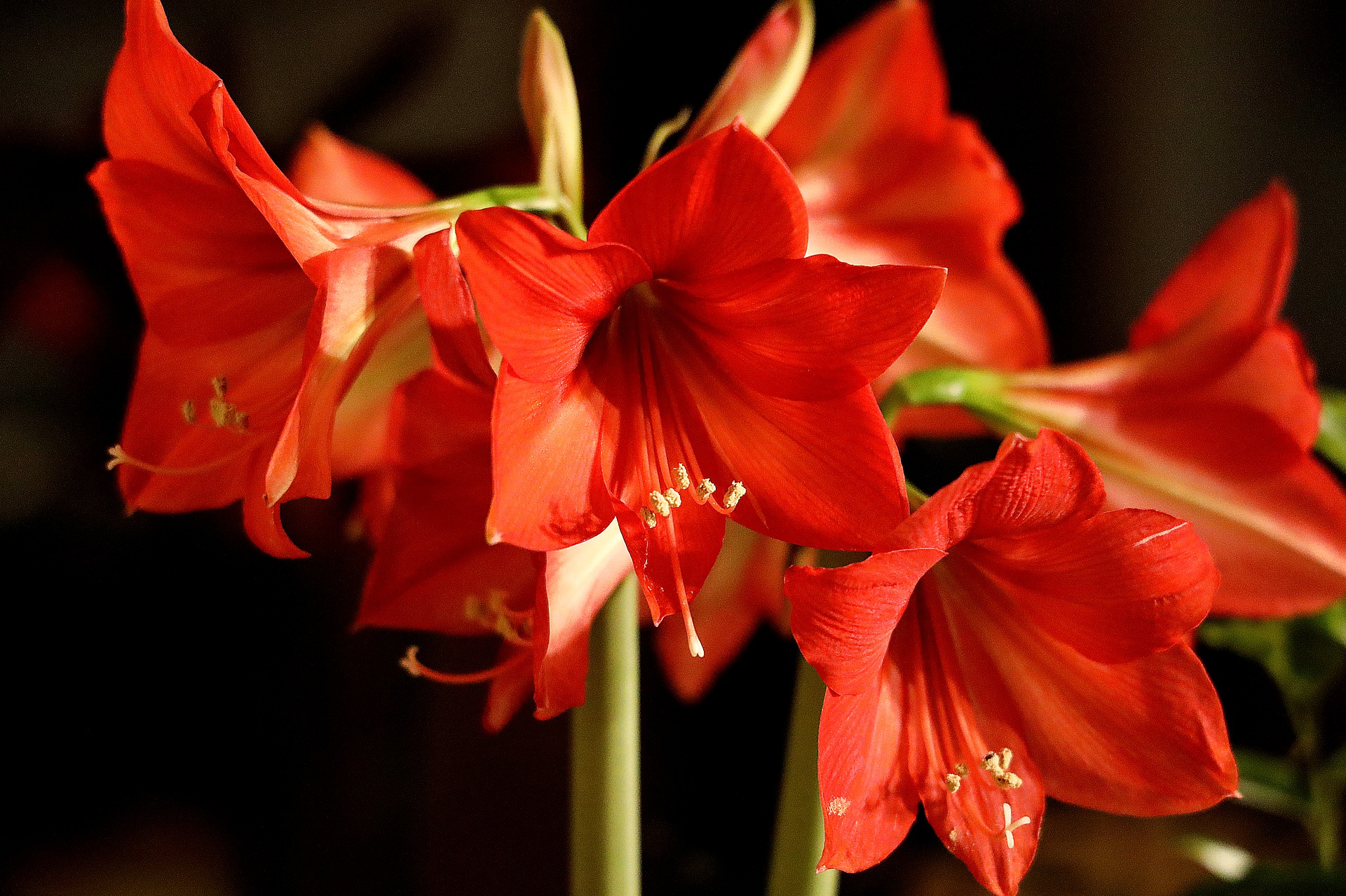 amaryllis