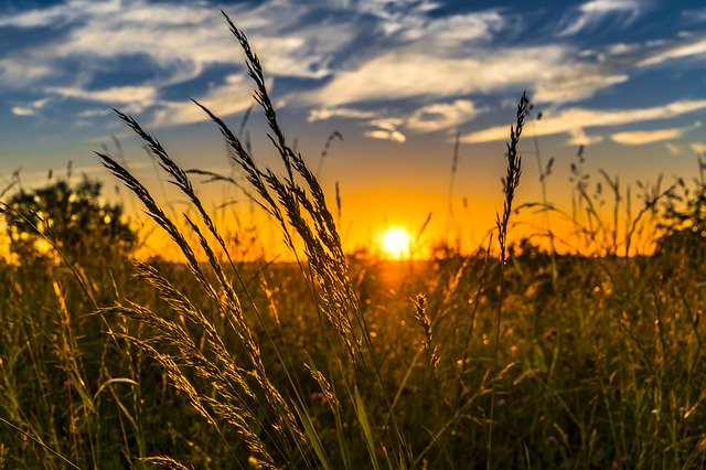 Landwirtschaftliche Partnervermittlung