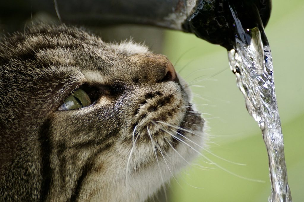 katze am brunnen