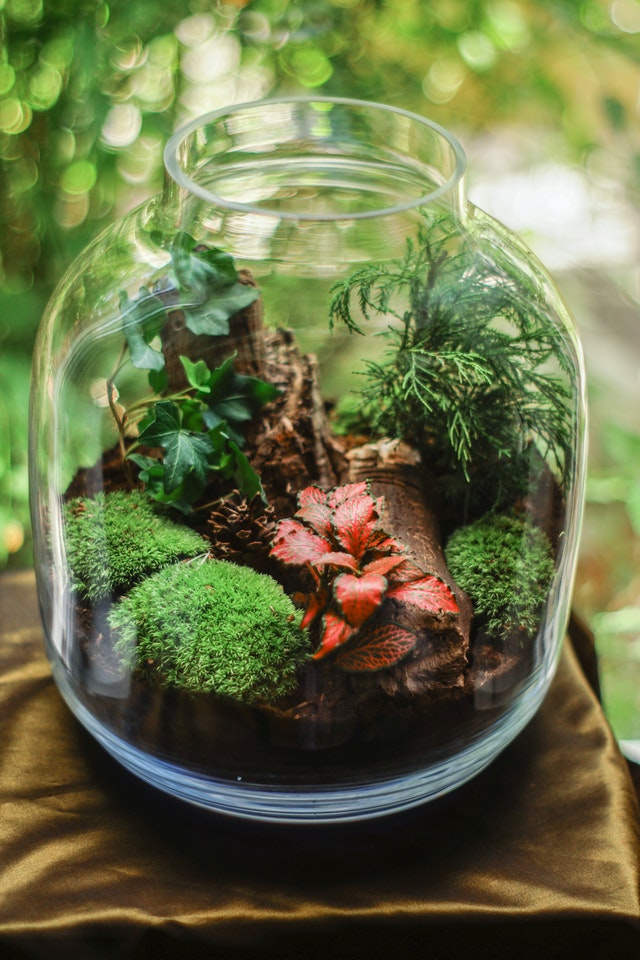 Terrarium in der Flasche