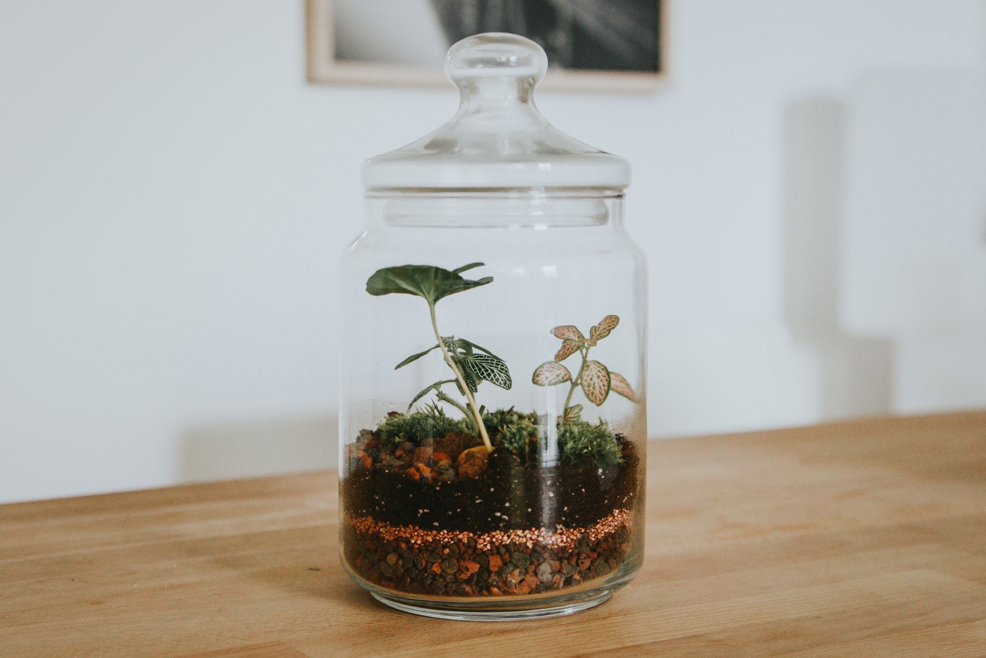 Terrarium in der Flasche