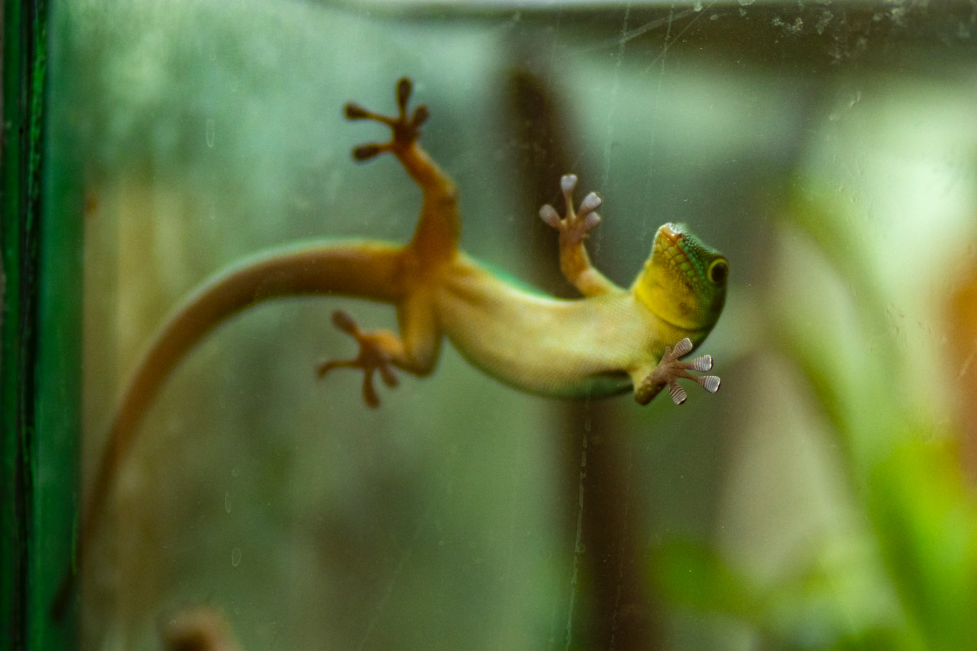 Echse im Terrarium