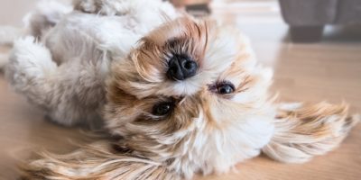 Die Hundeversicherung. Was beachten? hundeversicherung