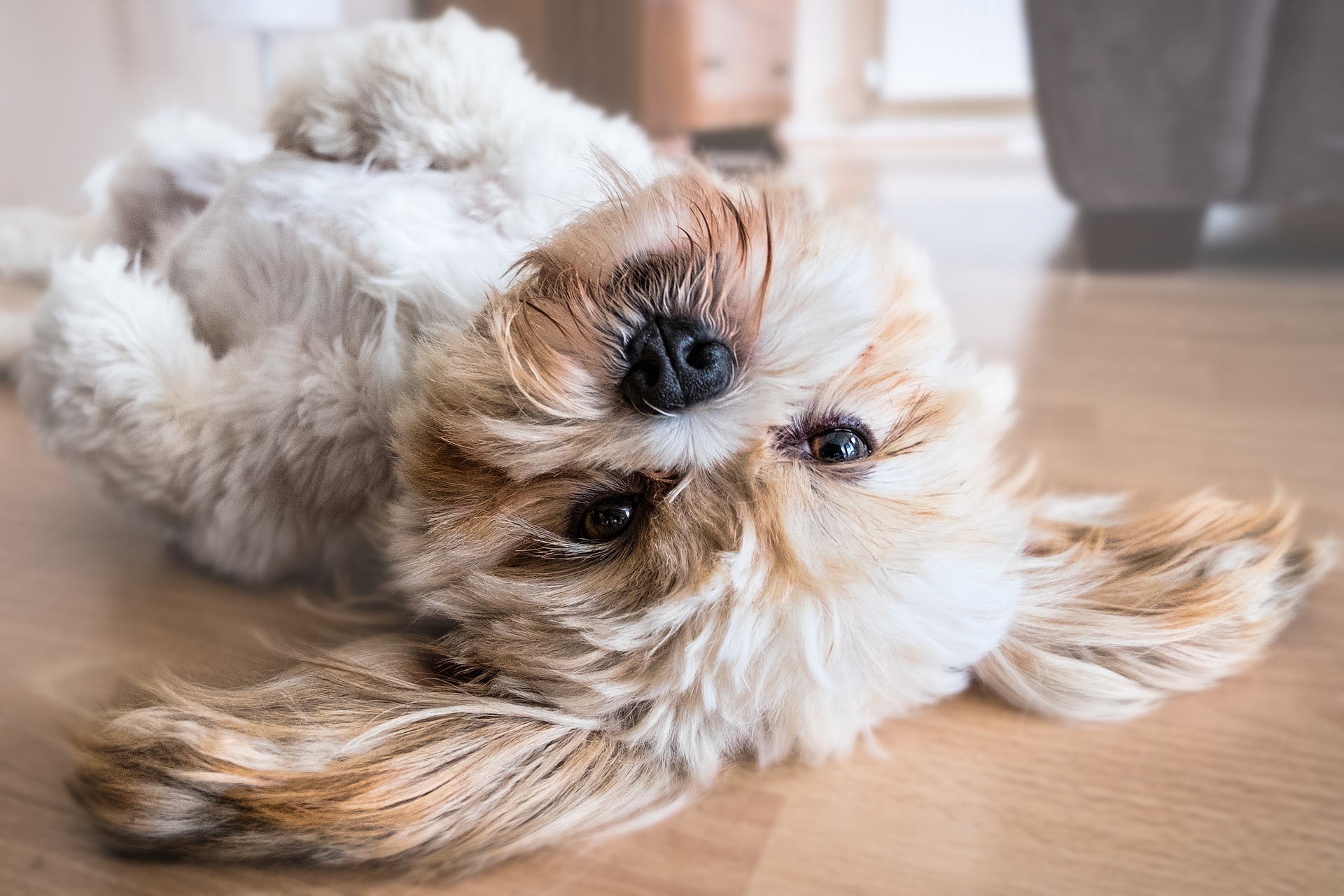 hundeversicherung