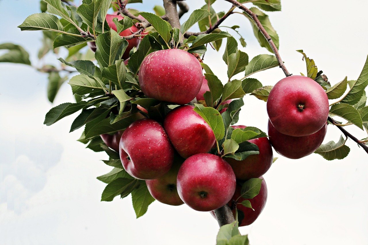 apfelbaum schneiden