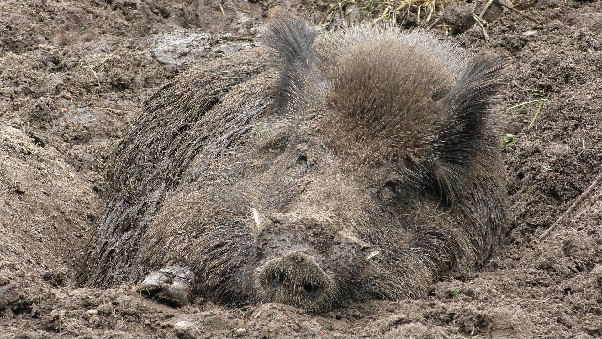 wildschwein vertreiben