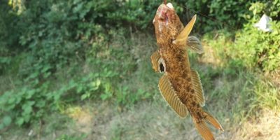 Die Schwarzmeergrundel – Der Problemfisch in unseren Flüssen! grundel