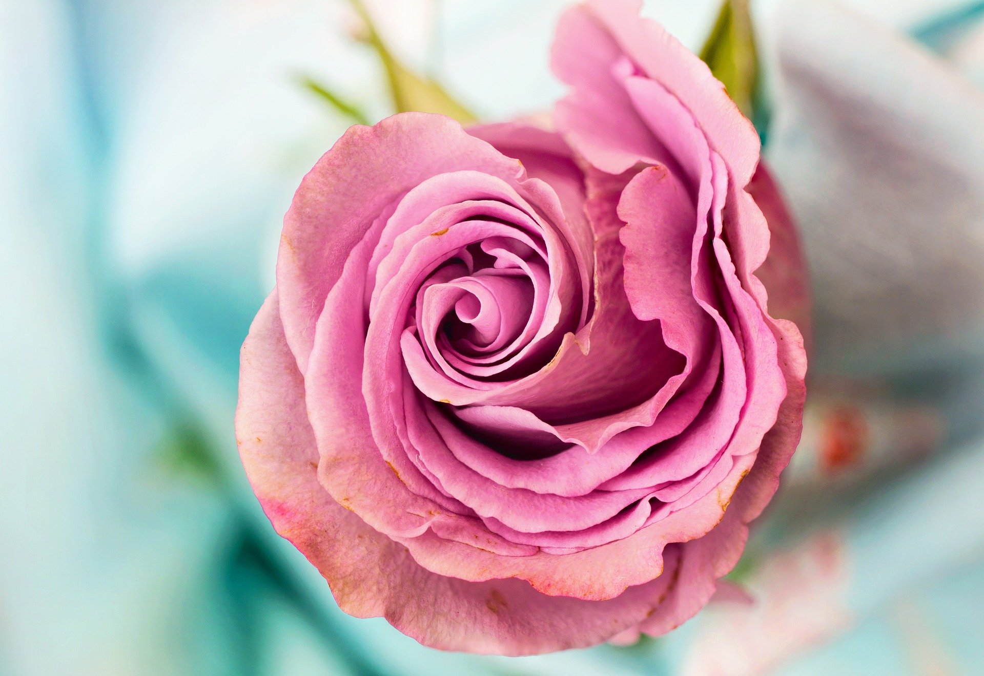 rose verschenken