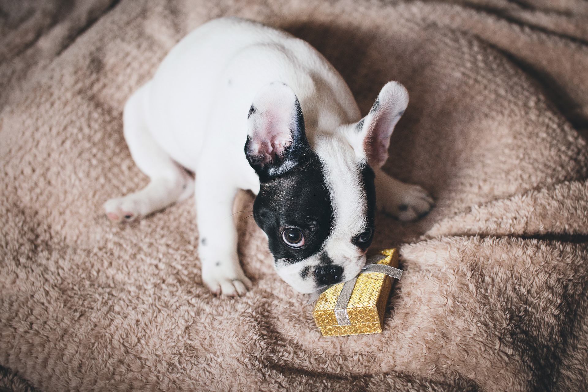 geschenke Hundebesitzer