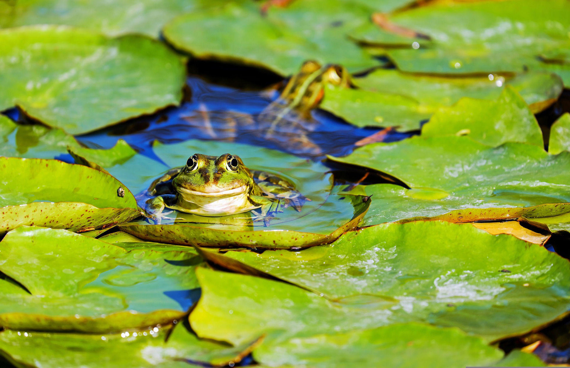 Teichfrosch