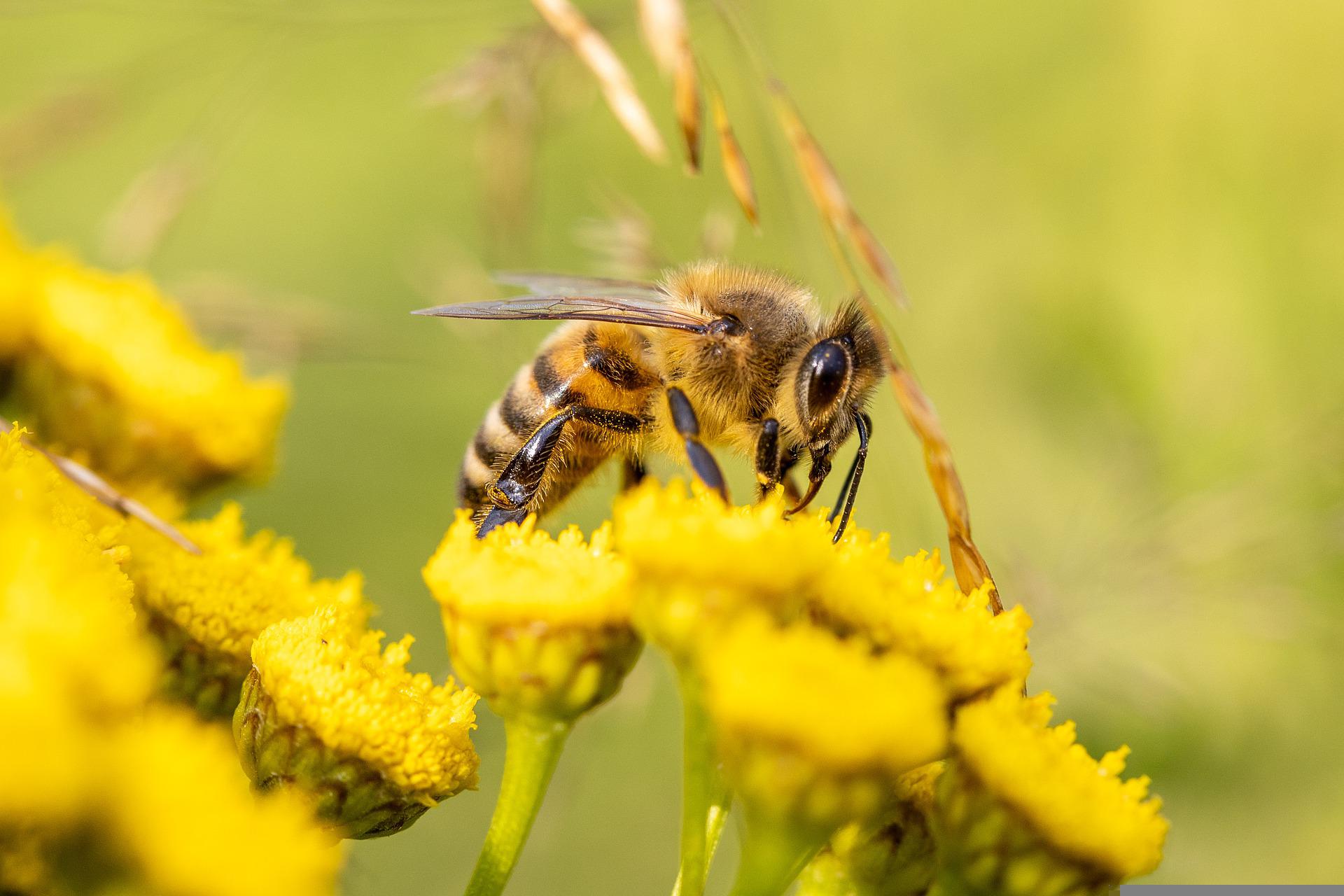 Bienenfreundliche Balkonpflanze