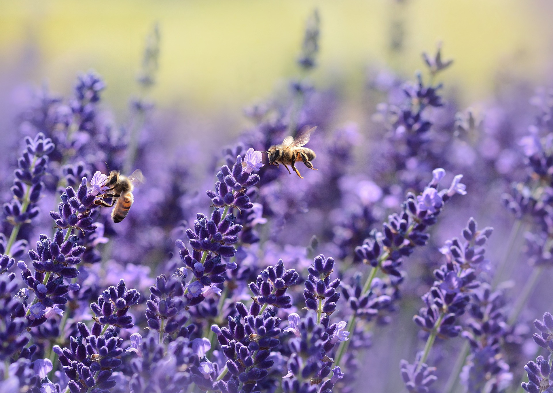 Wie weit fliegen Bienen