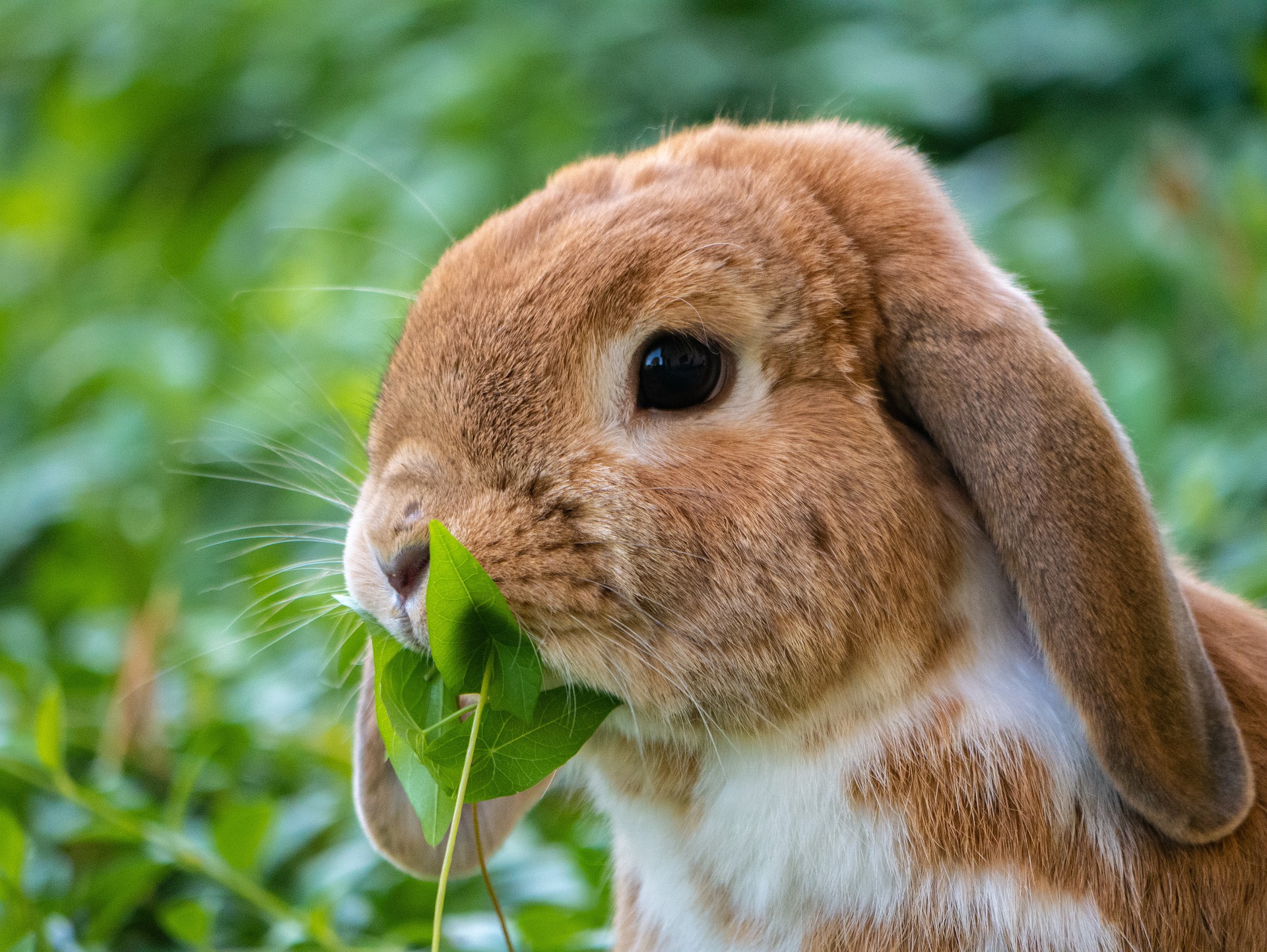 Was dürfen Kaninchen fressen?