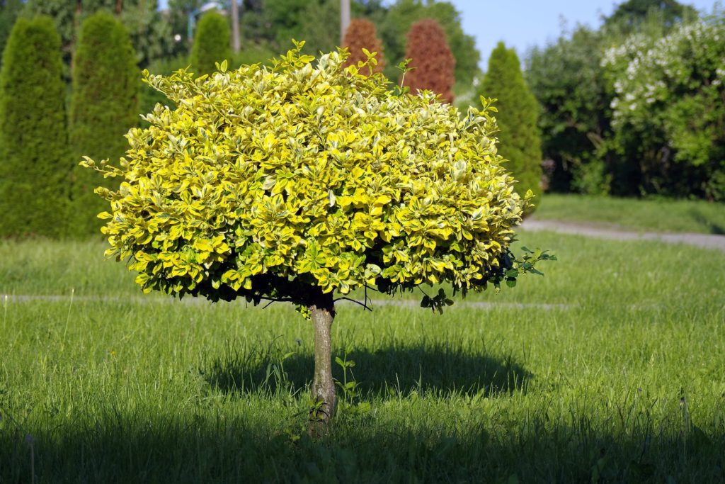 Kleine Bäume für den Garten Unsere Top 5 Landlive.de