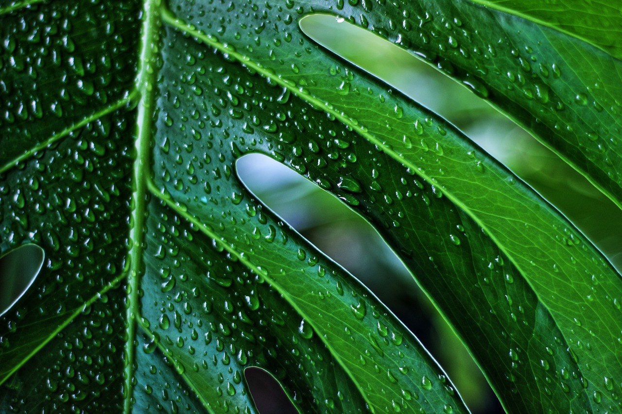 Monstera wie oft giessen?